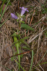 Campanula glomerata glomerata