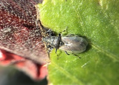 Oxycarenus hyalinipennis
