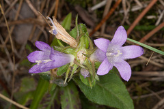 Campanula glomerata glomerata