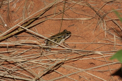 Kassina senegalensis