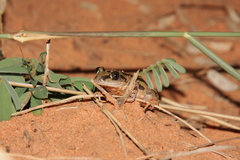 Kassina senegalensis