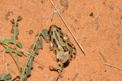 Kassina senegalensis