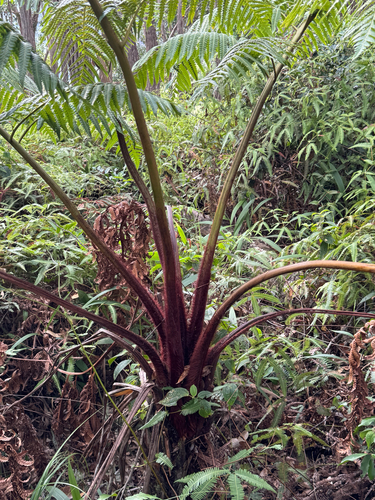 Cibotium menziesii observed 2025-09-15