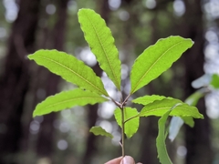 Pittosporum undulatum