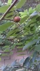 Malpighia glabra