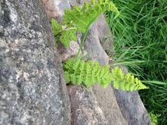 Cystopteris fragilis