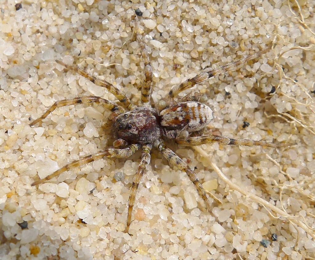 sand wolf spider