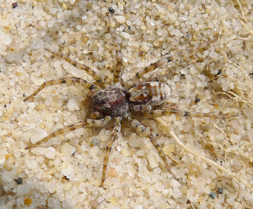 Sand Bear Spider