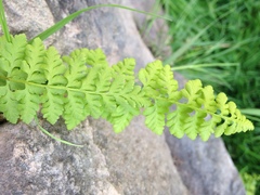 Cystopteris fragilis