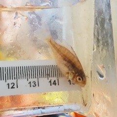 Lepomis gibbosus