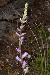 Campanula spicata