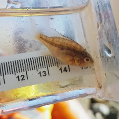 Lepomis gibbosus