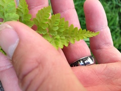 Cystopteris fragilis