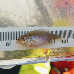 Lepomis gibbosus