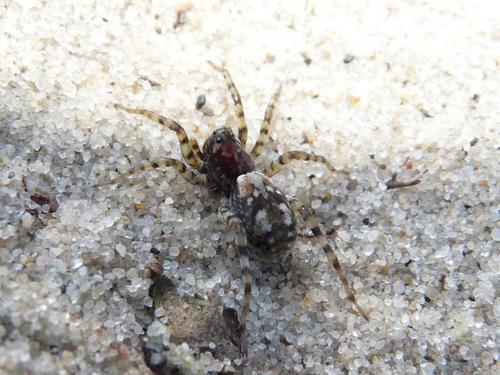Sand Bear Spider