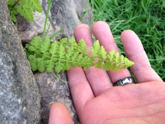 Cystopteris fragilis