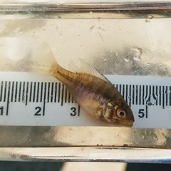 Lepomis gibbosus