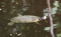 Trachemys venusta iversoni