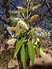 Prunus serotina capuli
