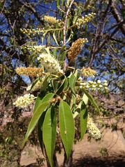 Prunus serotina capuli