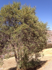 Escallonia resinosa