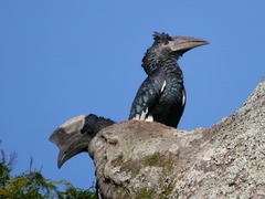Bycanistes subcylindricus