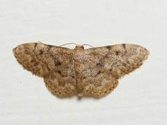 Idaea inquinata