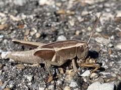 Paratylotropidia brunneri