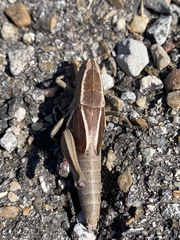 Paratylotropidia brunneri