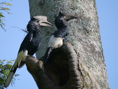 Bycanistes subcylindricus