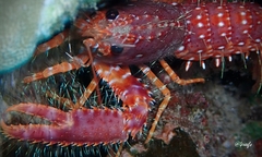 Enoplometopus occidentalis