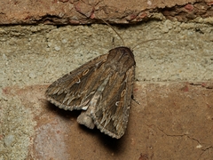 Persectania dyscrita