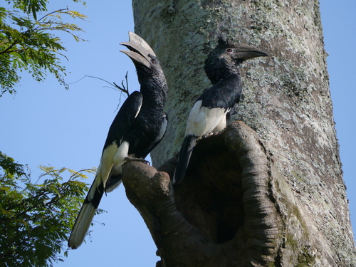 Black-and-white-casqued Hornbill