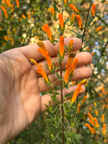 Hummingbird Flower (Macranthera flammea)