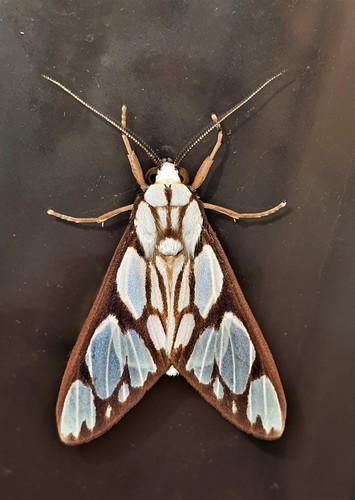 Robinsonia catasticta