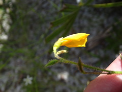 Chapmannia floridana