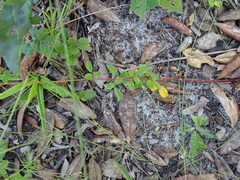 Chapmannia floridana