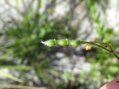 Chapmannia floridana