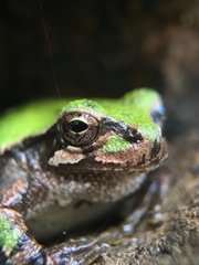 Hyla japonica