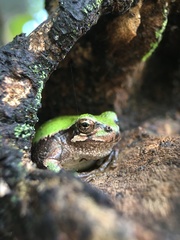 Hyla japonica