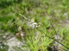 Polygonella ciliata