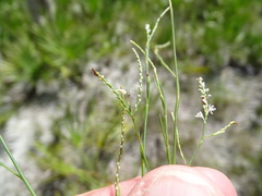 Polygonella ciliata