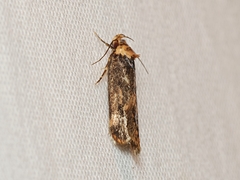Sphyrelata nefanda