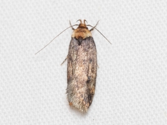 Sphyrelata nefanda