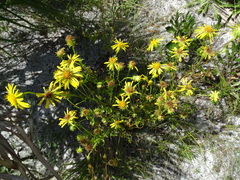 Chrysopsis subulata