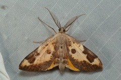 Hypochrosis albodecorata