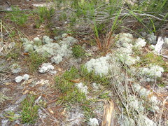 Selaginella arenicola