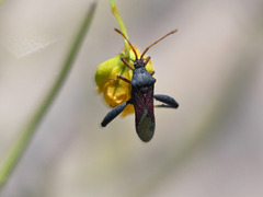 Dersagrena subfoveolata