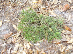 Selaginella arenicola
