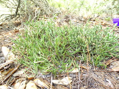 Selaginella arenicola